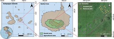 Restoring the threatened Scalesia forest: insights from a decade of invasive plant management in Galapagos